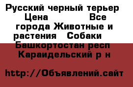 Русский черный терьер › Цена ­ 35 000 - Все города Животные и растения » Собаки   . Башкортостан респ.,Караидельский р-н